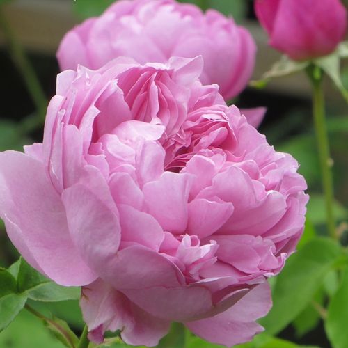 Shop - Rosa Charles Rennie Mackintosh - rosa - englische rosen - diskret duftend - David Austin - Repräsentantin von blassen, lila-rosanen, hübschen Blumen mit schwachem Duft..